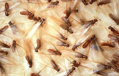 termitecontrol